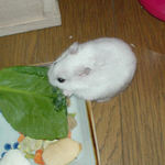 小松菜を食べるアイ