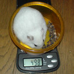 体重はあまり変わらず