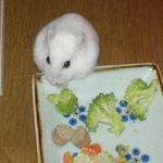 ブロッコリーを食べるアイ