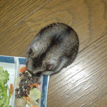 蕎麦の実をあさっているユウキ