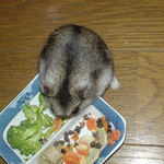 ブロッコリーを食べるユウキ