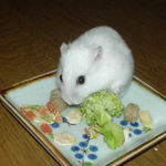 ブロッコリーに食いつくアイ