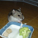 ハム用チーズを詰め込んだユウキ