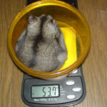 ユウキも体重増加