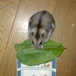 小松菜に齧りつくユウキ