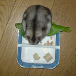 蕎麦の実を回収中