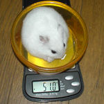 体重はちょい減