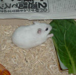 小松菜に齧りつくアイ