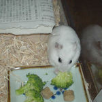 ブロッコリーに齧りつくアイ