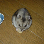 りんごチップを食べるユウキ