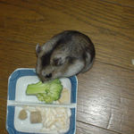 ブロッコリーに齧りつくユウキ