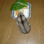 ぱりぱりサラダに食いついているユウキ