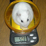 体重は変わらず