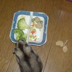 ブロッコリーに寄ってきたユウキ