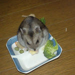 一心不乱にチーズを食べています