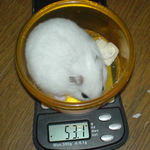 体重は変わらず