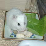 蒸鶏ささみを食べるアイ