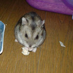 蒸鶏ささみを食べるユウキ