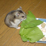 青梗菜に齧りついているユウキ