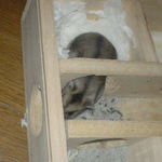 地下型巣箱から出てくるユウキ