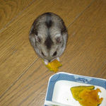 かぼちゃを食べるユウキ