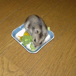 ブロッコリーに齧りついています