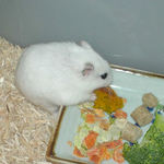 かぼちゃを食べるアイ