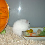 横からアングル。がっしりした体型です。