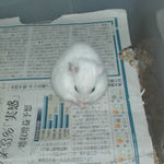 毛づくろい中のアイ