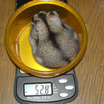 体重はやや減少