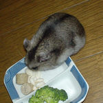 コメコメポップを詰め込むユウキ