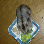 ブロッコリーにがっつくユウキ