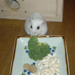 ブロッコリーを食べるアイ