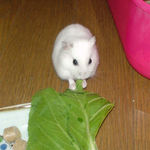 青梗菜を食べるアイ