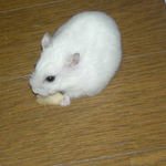 乾燥りんごチップを食べるアイ