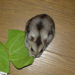 青梗菜に齧りつくユウキ