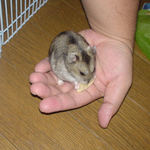 手のひらでりんごチップを食べるユウキ