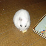 ハム用チーズを食べるアイ