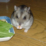 かぼちゃを食べるユウキ