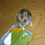 青梗菜を食べるユウキ