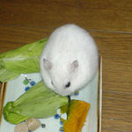 青梗菜を食べています。