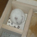 蕎麦の実の殻を剥いているアイ