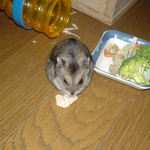 夢中で蒸鶏ささみを食べるユウキ