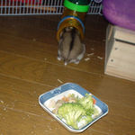 パイプに逃げるユウキ