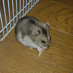 乾燥りんごチップを食べるユウキ