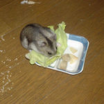 キャベツに興味は示しているが・・・。