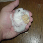 アイは腹出し食いに成功