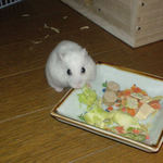 ブロッコリーを食べてます