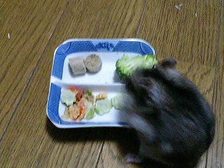 エサ食べ中のユウキ