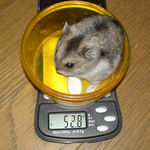 体重は変わらず